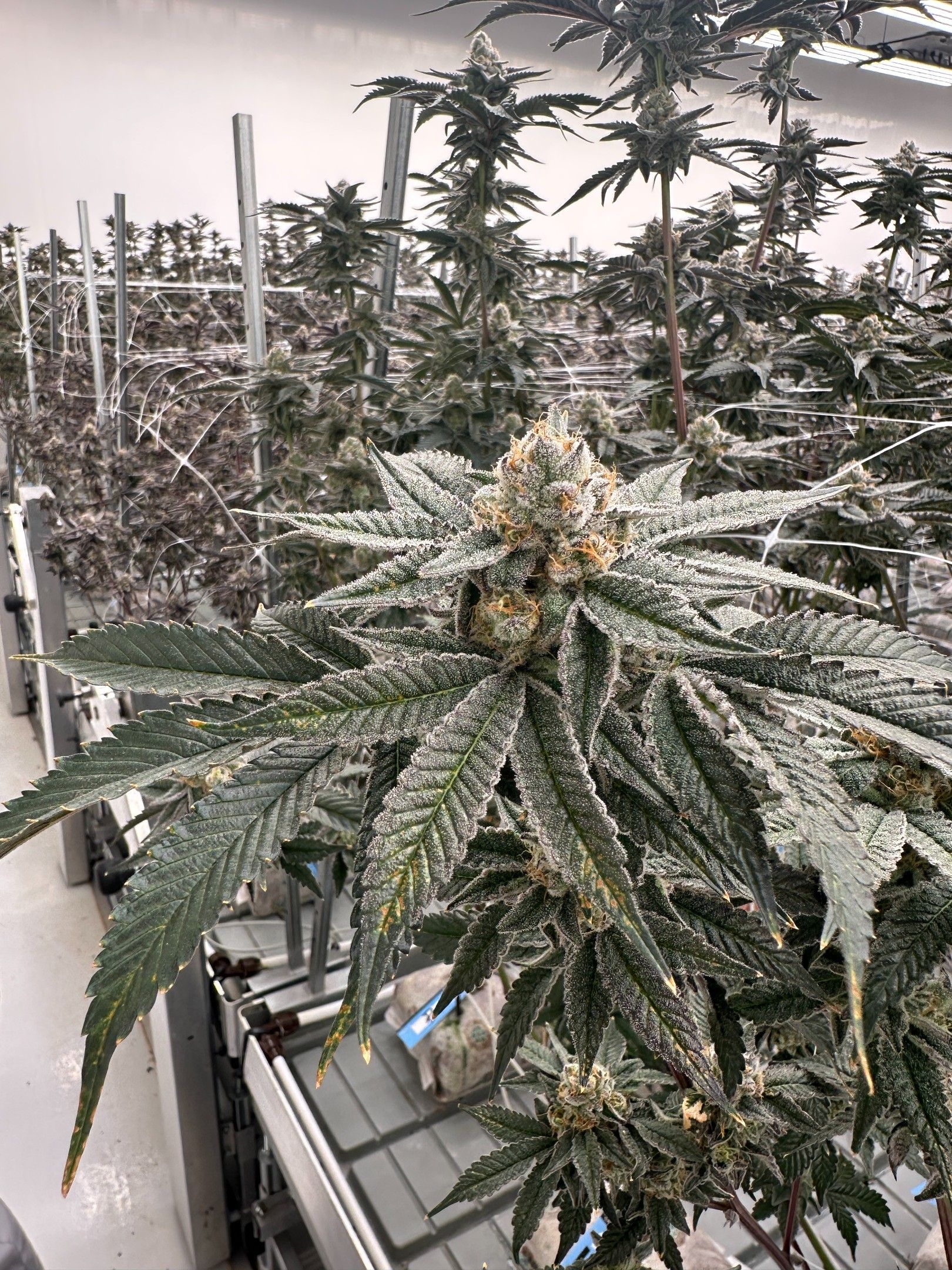 Cannabis plant at Cannect Wellness growing facility